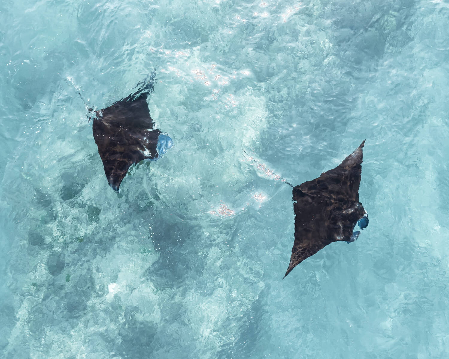 A drone shot of two manta rays cruising in turquoise water in Bali.